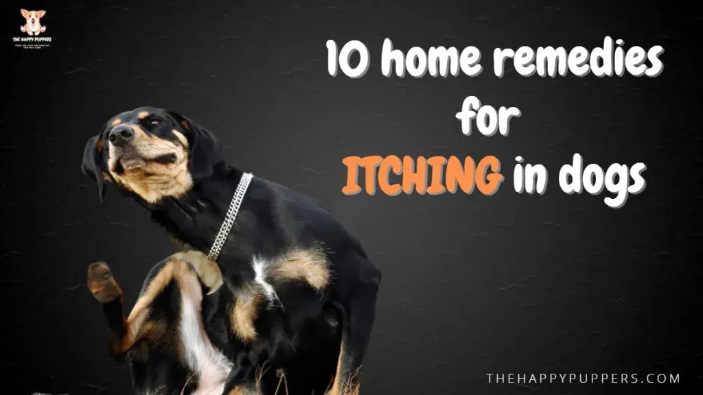 10 home remedies for itching in dogs