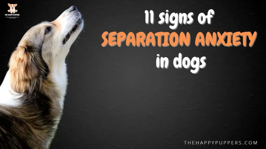 11 signs of separation anxiety in dogs