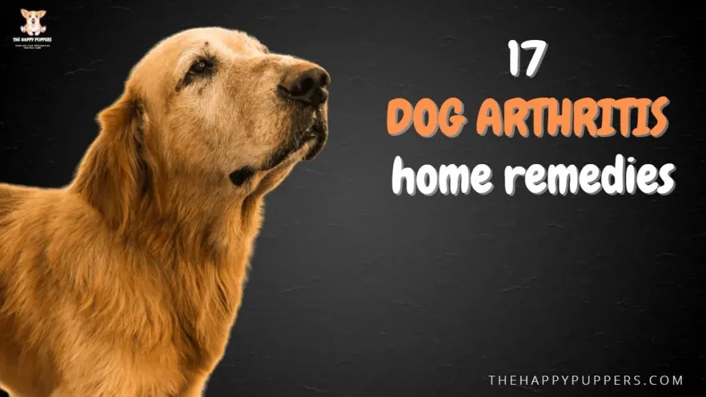 17 dog arthritis home remedies