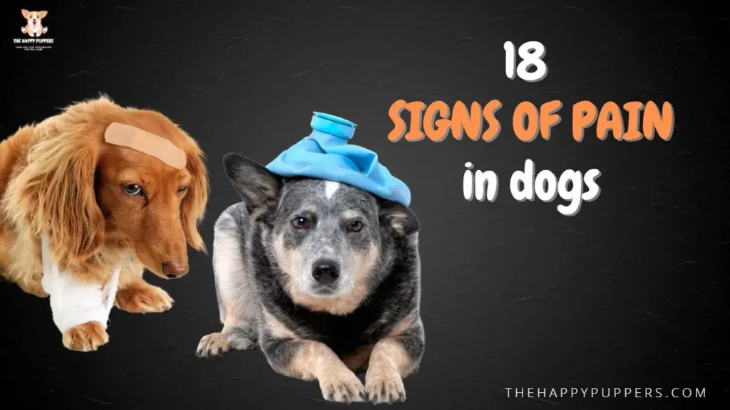 18 signs of pain in dogs