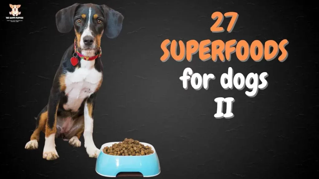 27 different superfoods for dogs
