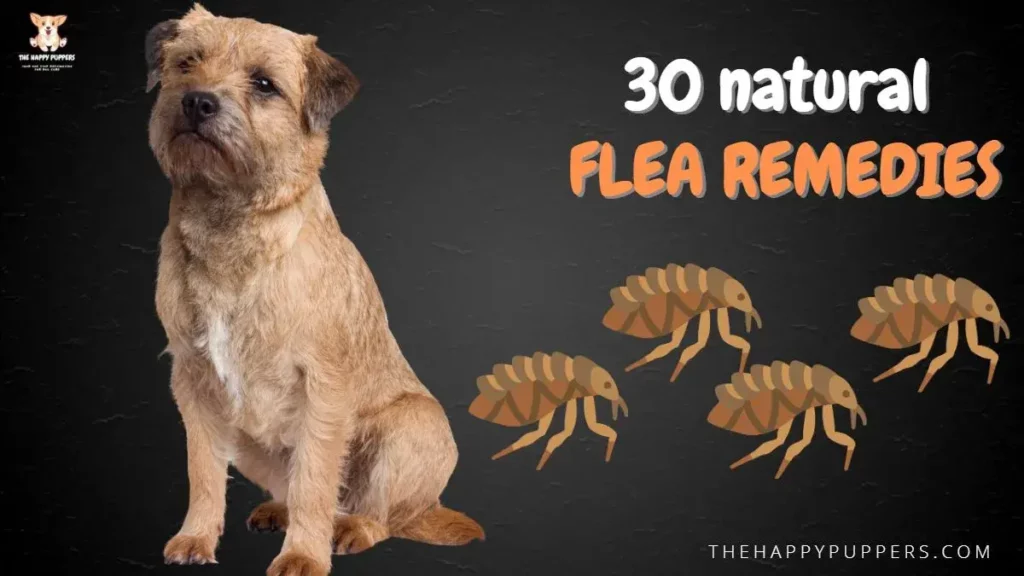 30 natural flea remedies