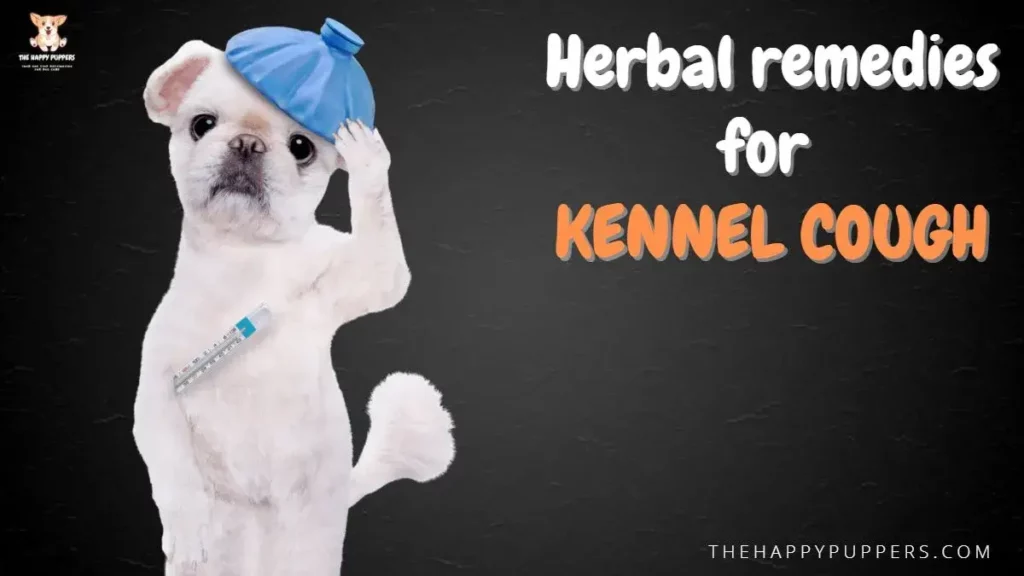 Herbal remedies for kennel cough in dogs