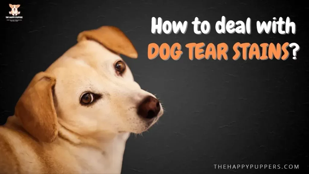How to deal with dog tear stains?