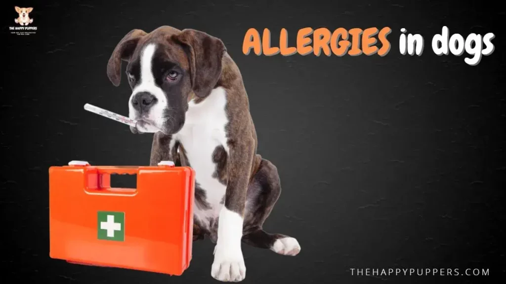 Allergies in dogs