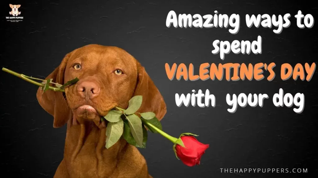Amazing ways to spend valentine's day with your dog