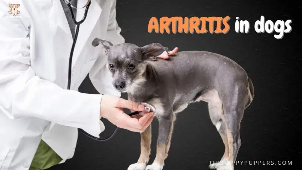 Arthritis in dogs