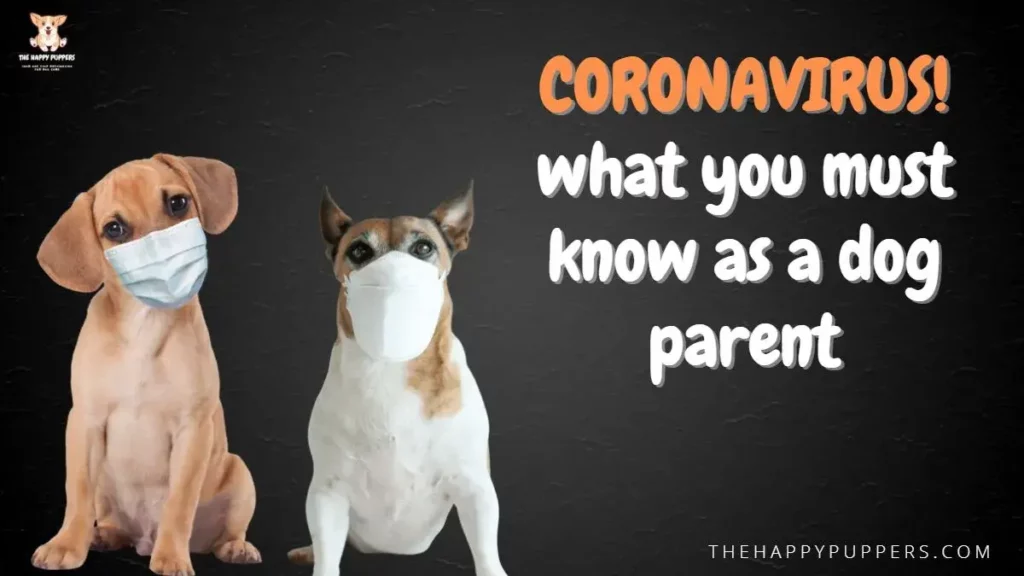 Coronavirus! What you must know as a dog guardian?