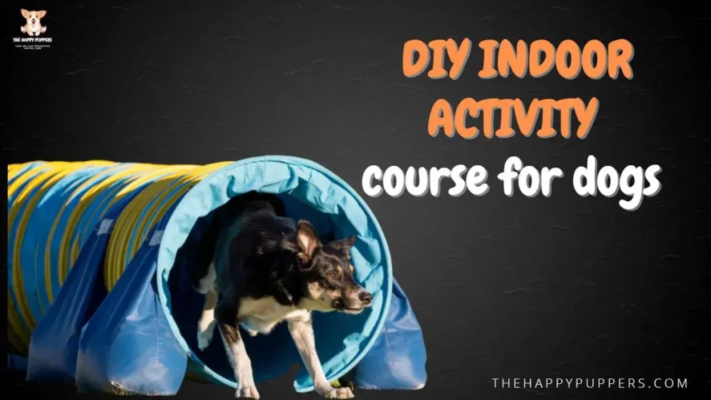DIY indoor activity course for dogs