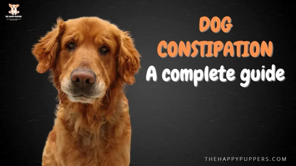 Dog constipation: a complete guide
