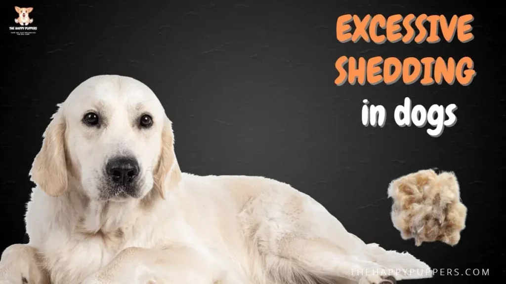 Excessive shedding in dogs