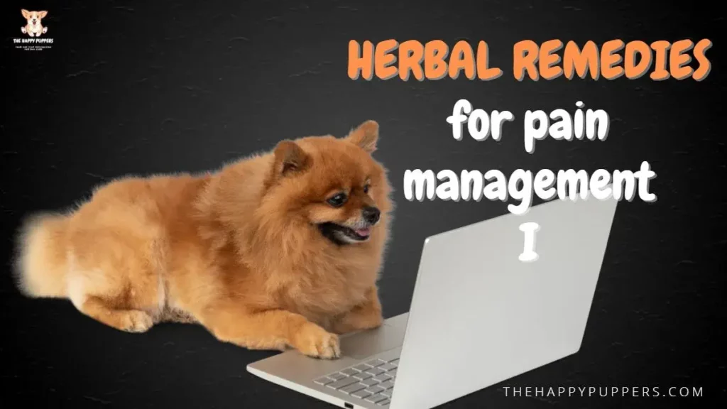 Herbal remedies for pain management in dogs I