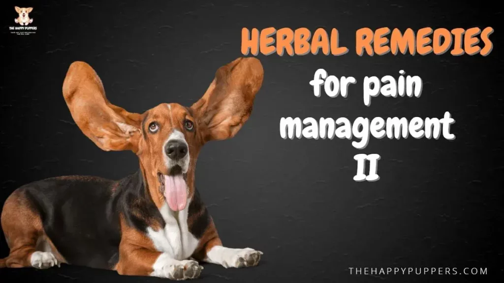 Herbal remedies for pain management in dogs II