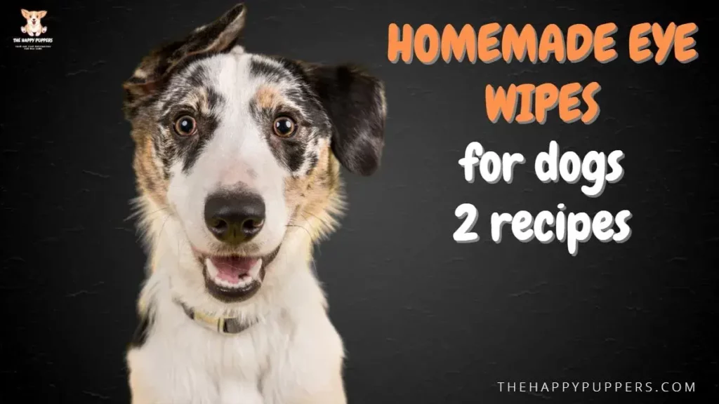 Homemade eye wipes for dogs: 2 recipes
