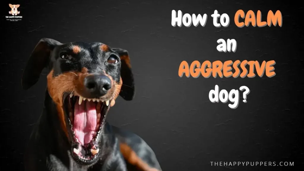 How to calm an aggressive dog?