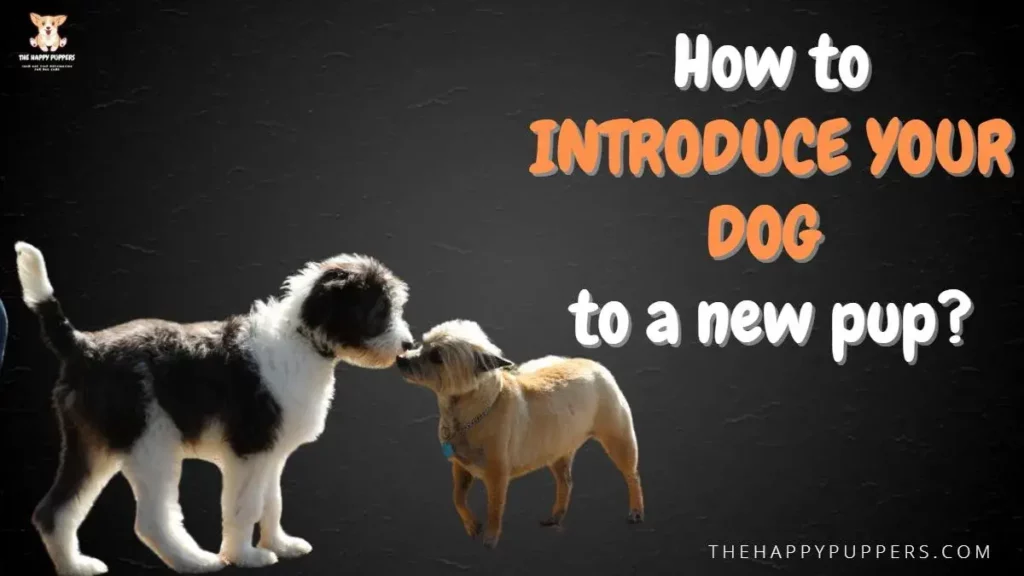 How to introduce your dog to a new pup?