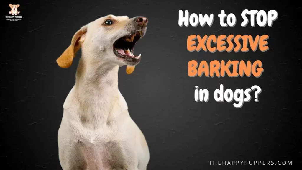 How to stop excessive barking in dogs?