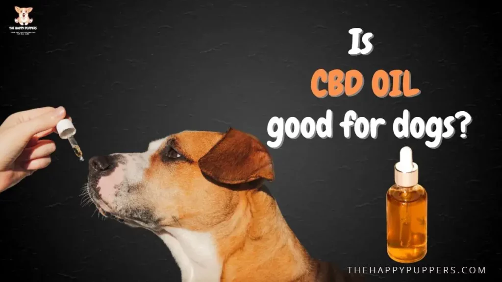 Is CBD oil good for dogs?