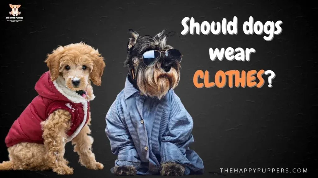 Should dogs wear clothes?