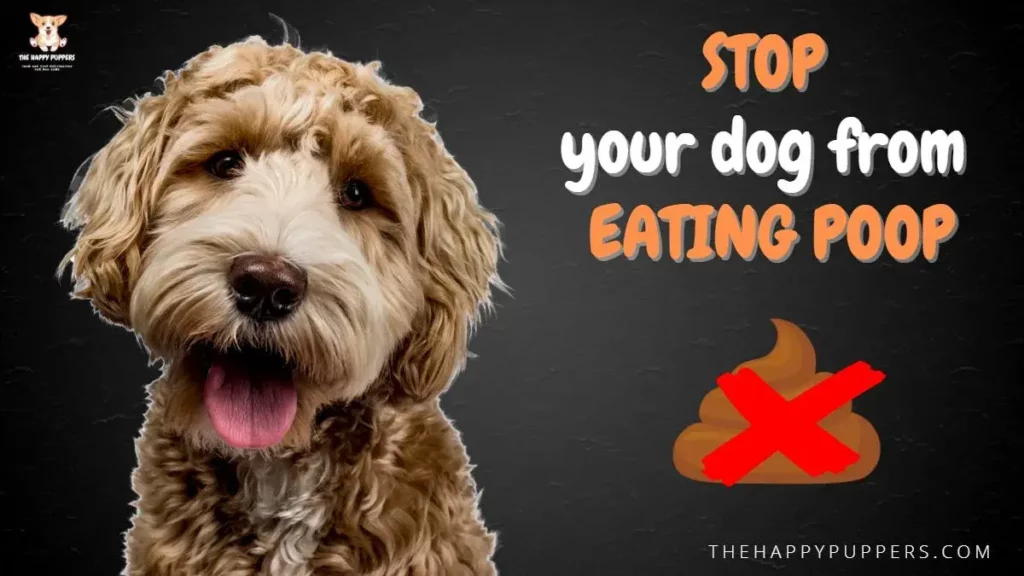 Stop your dog from eating poop