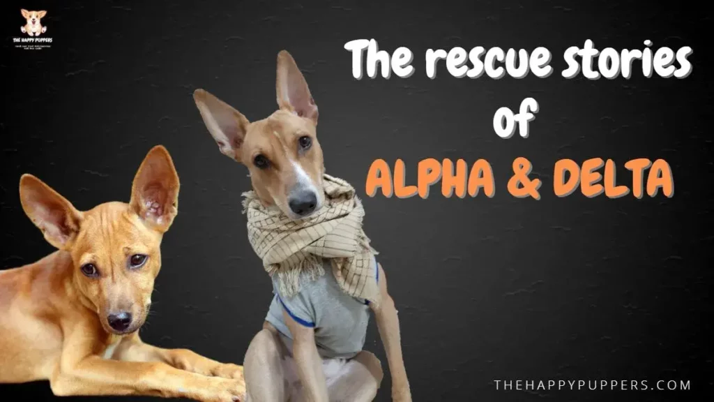 The rescue stories of alpha and delta