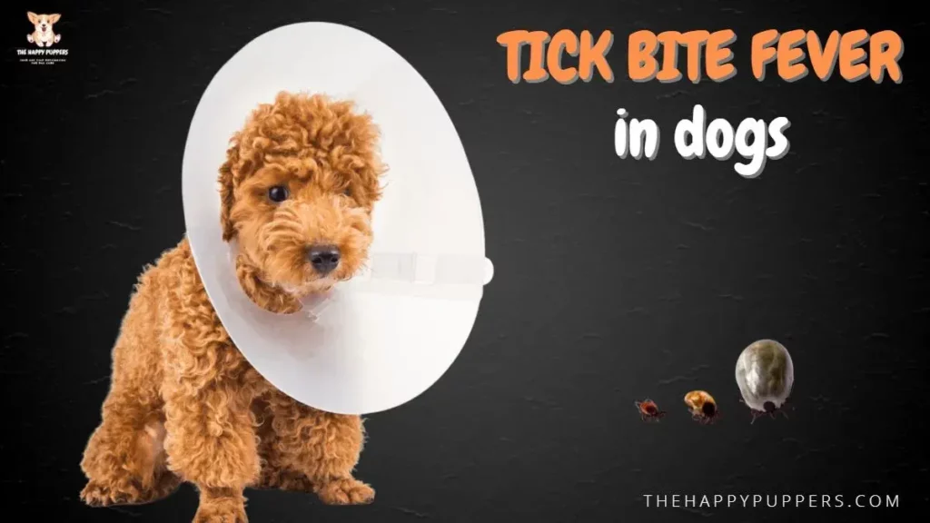 Tick bite fever in dogs