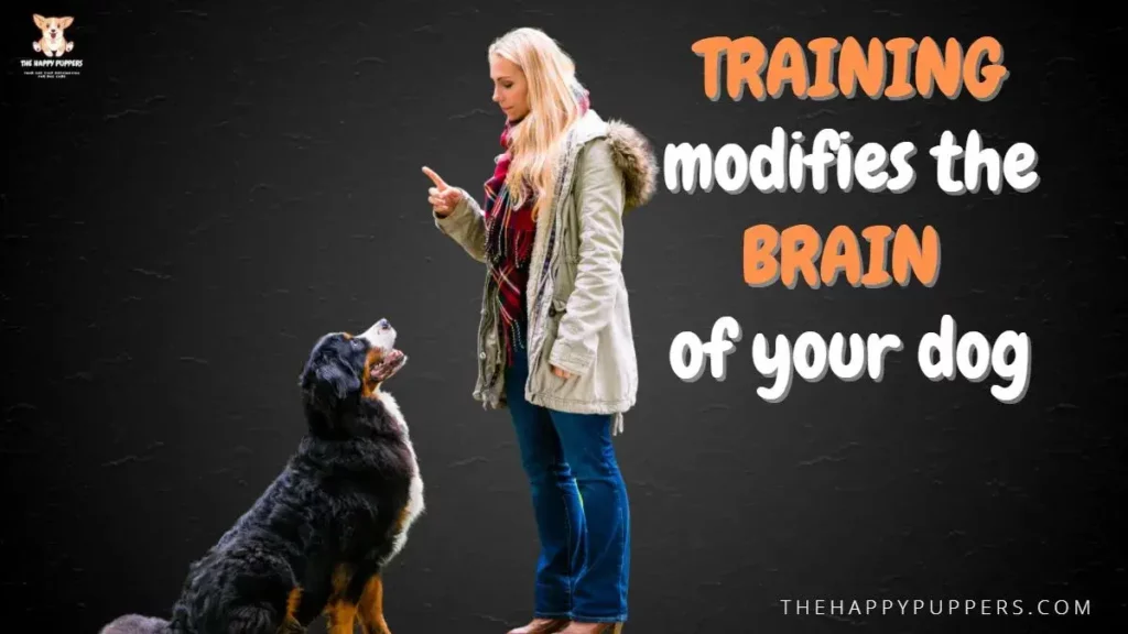 Learn Best Dog Training Methods in USA Which Can influence your Dog