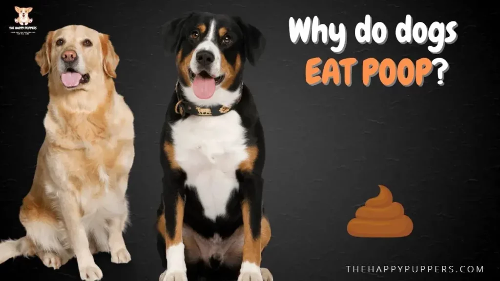 Why do dogs eat poop?