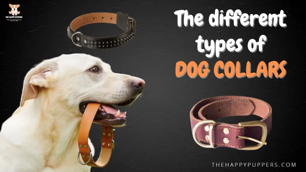 The different types of dog collars
