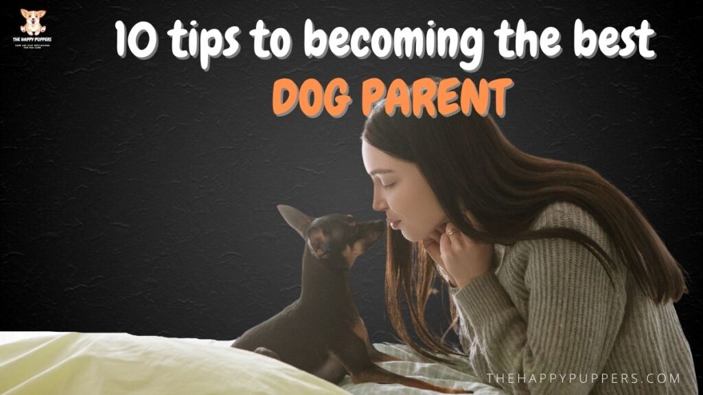 10 tips to becoming the best dog guardian