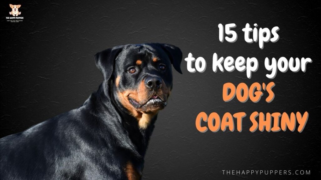 15 tips to keep your dog's coat shiny