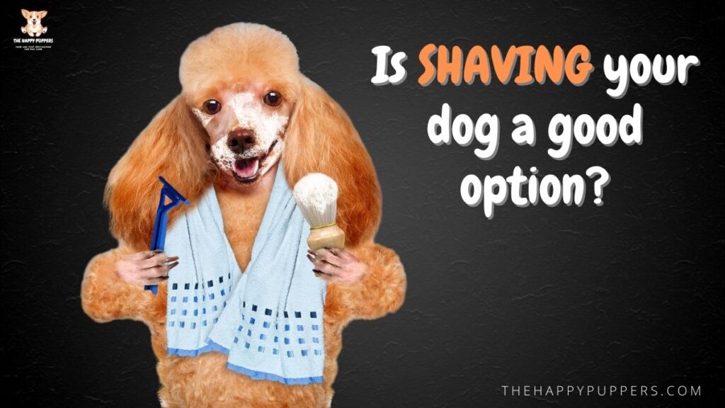 Is shaving your dog a good option?