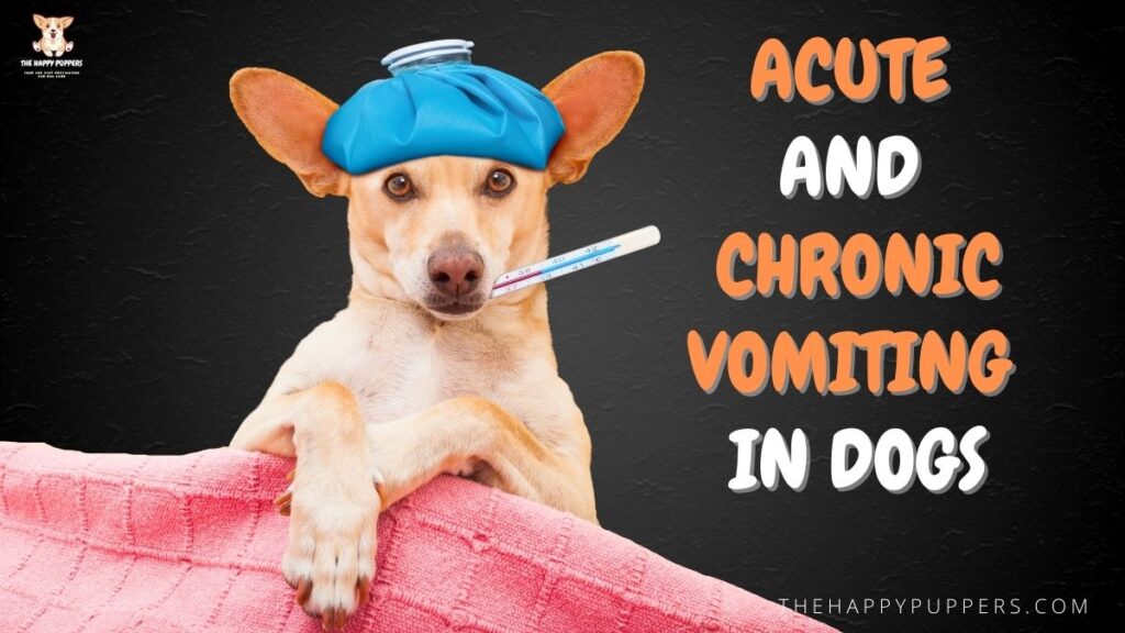 Acute and chronic vomiting in dogs