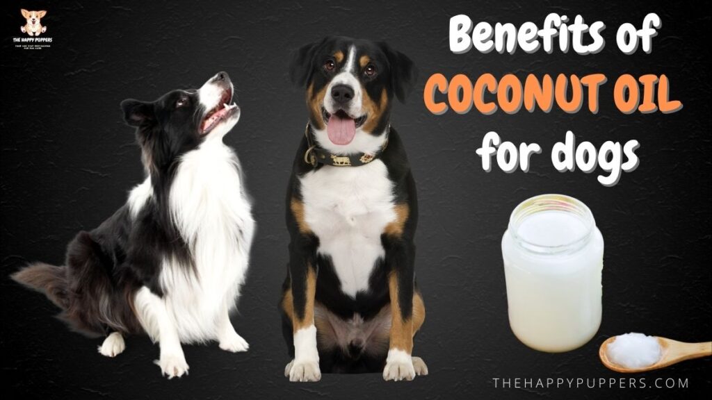 Benefits of coconut oil for dogs