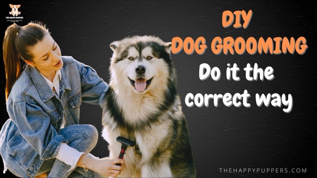 DIY dog grooming: learn to do it the correct way