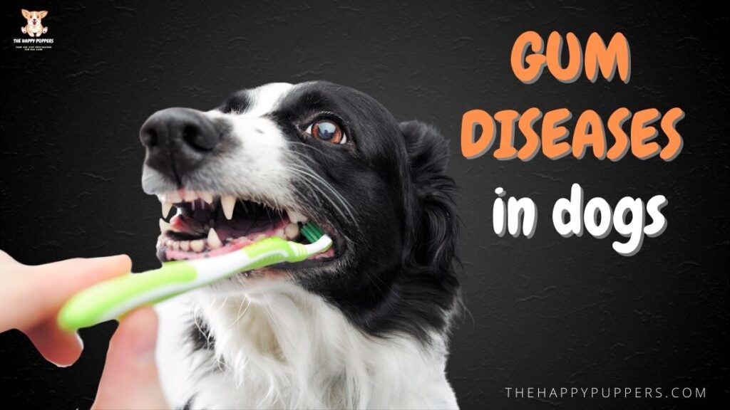Gum diseases in dogs