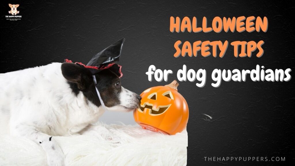 Halloween safety tips for dog guardians