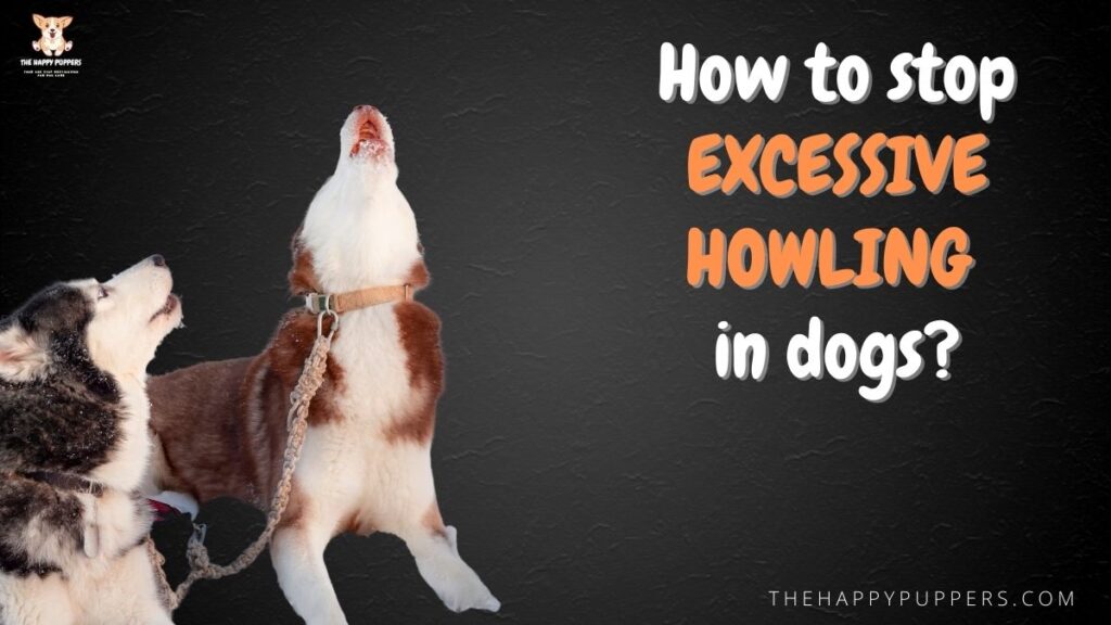 How to stop excessive howling in dogs?