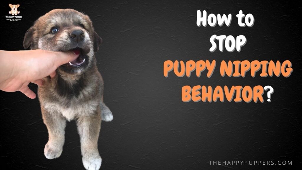 How to stop puppy nipping behavior?