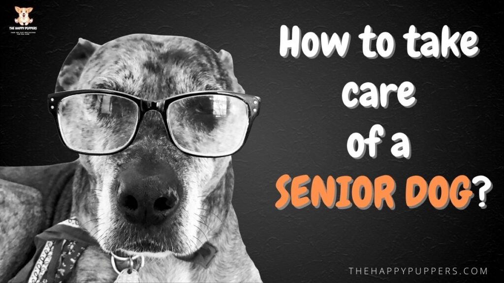 How to care for a senior dog