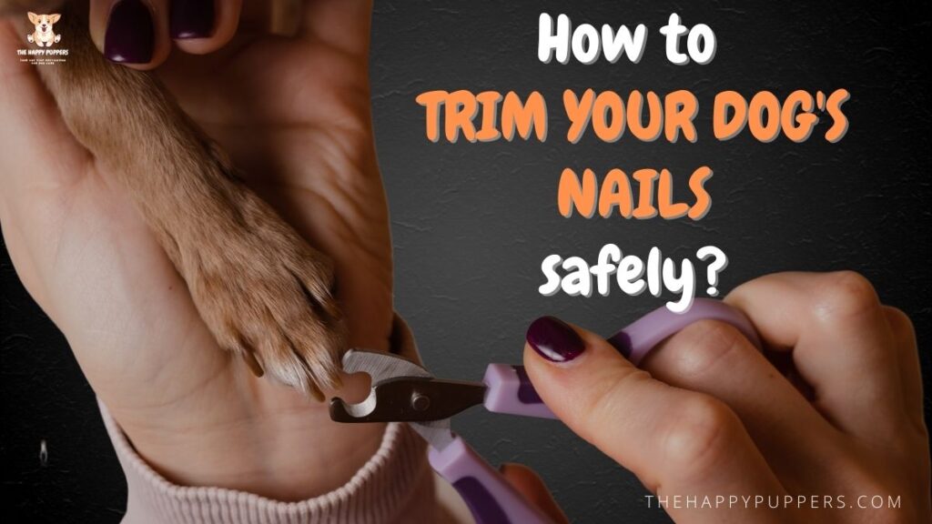 How to trim your dog's nails safely?