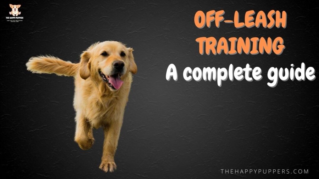 Off-leash training: a complete guide