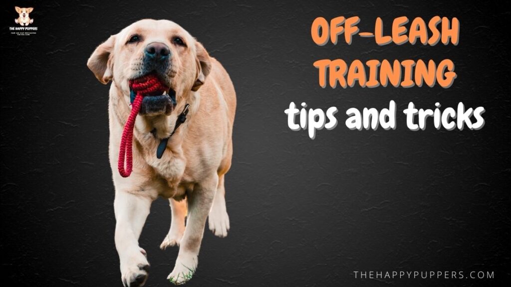 Off-leash training: tips and tricks