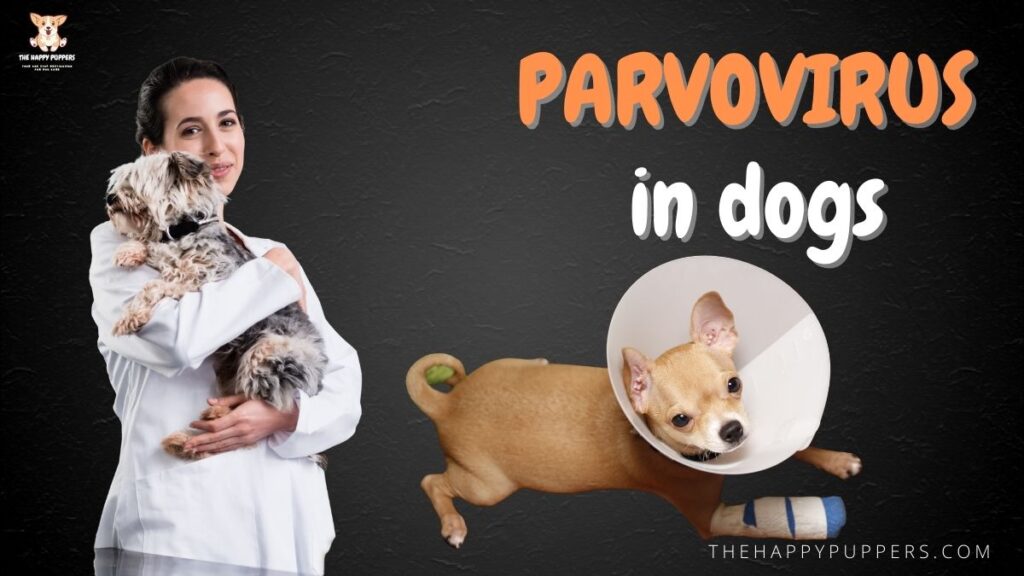 Parvovirus in dogs