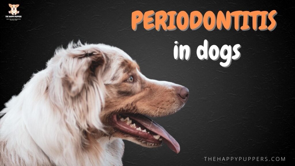Periodontitis in dogs