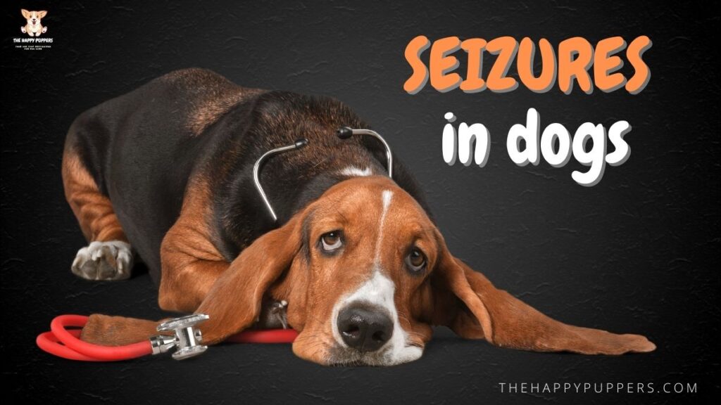 Seizures in dogs