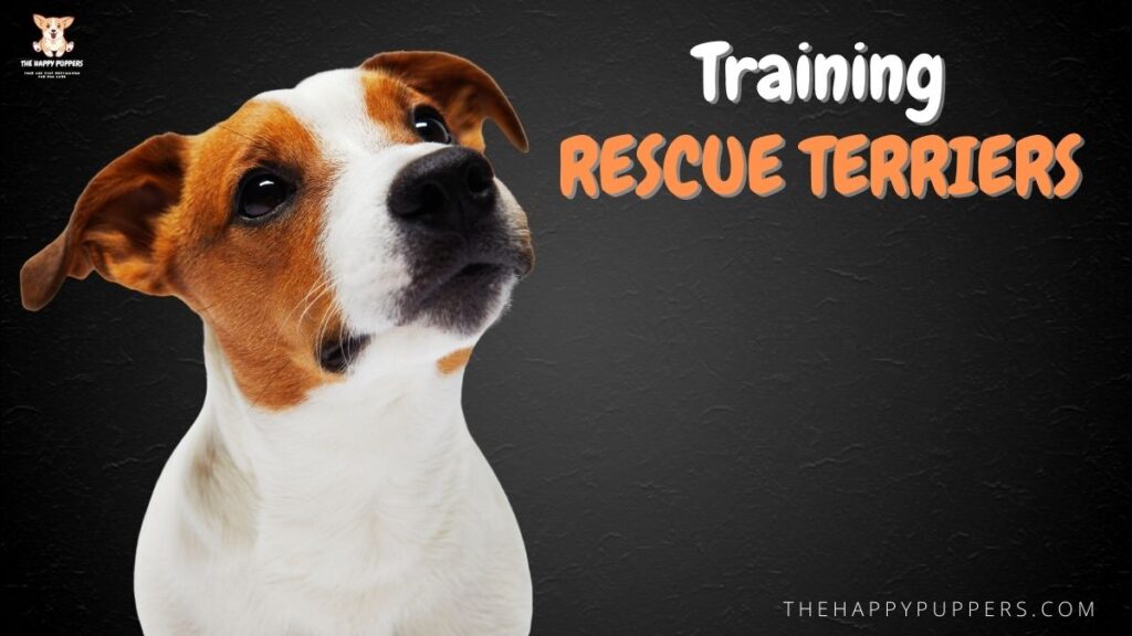 Training rescue terriers