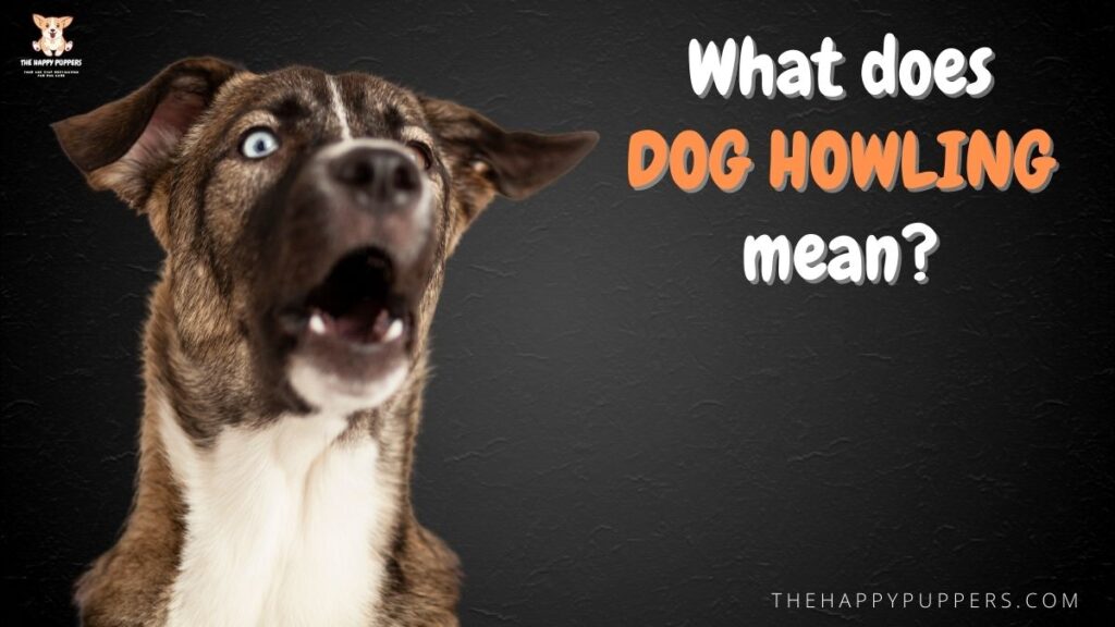 What does dog howling mean?