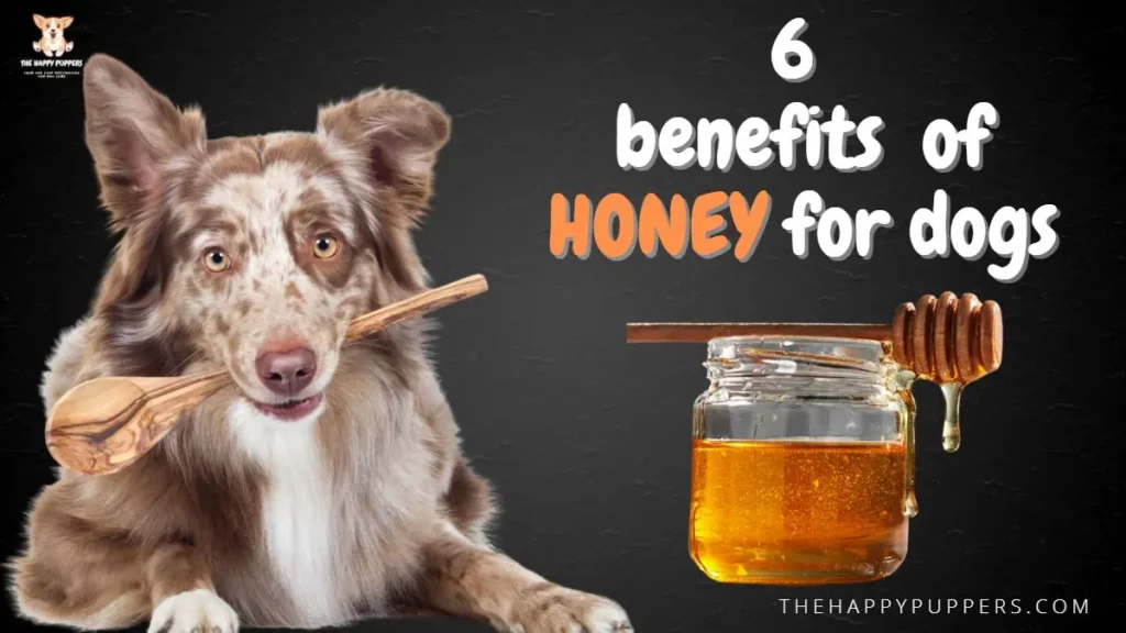 Benefits of honey for dogs