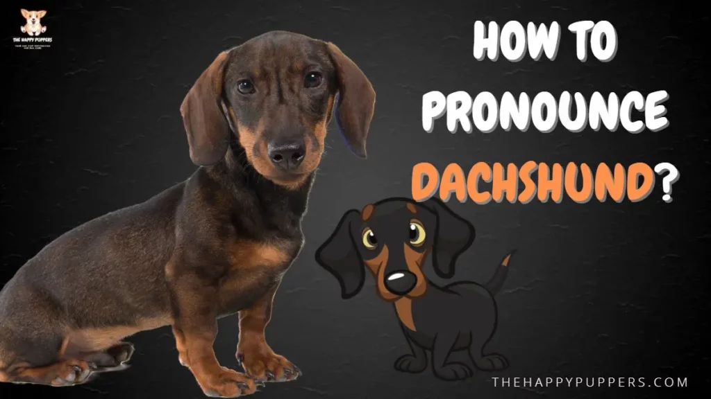 How to pronounce Dachshund?